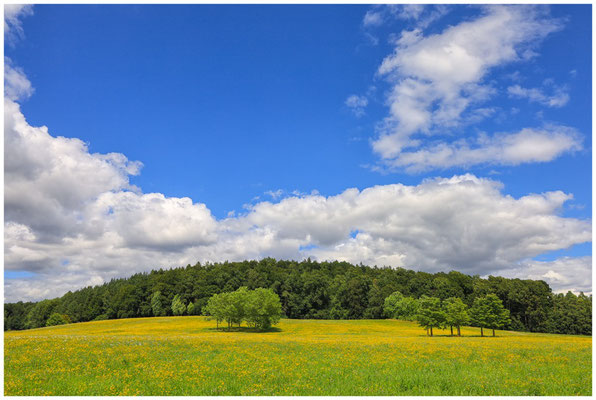 Blühende Sommerwiese beim Hofgut Dauenberg 6433