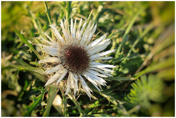 Silberdistel 6664