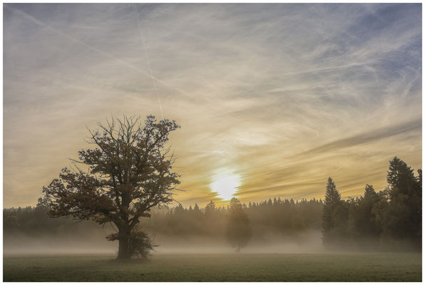 Sonne und Nebel im Irndorfer Hardt 7832