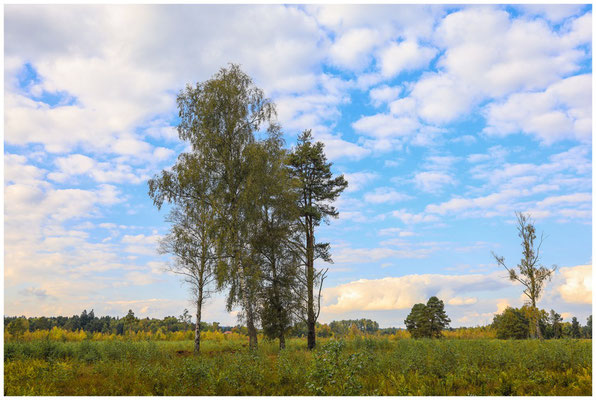 Landschaft im Schwenninger Moos 7599