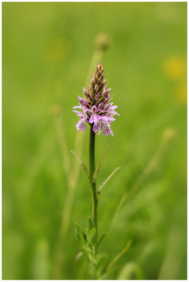 Gefleckte Knabenkraut (Dactylorhiza maculata) 9975