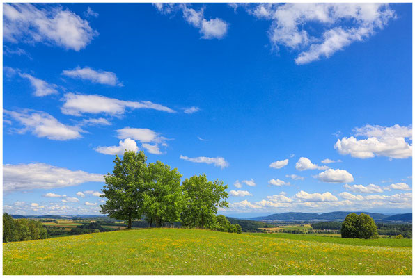 Sommerliche Landschaft bei Homberg mit Blick auf den Bodensee 6480