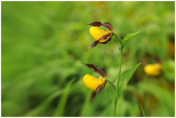 Gelber Frauenschuh (Cypripedium calceolus) 9934