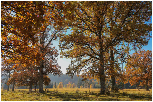 Herbst im Irndorfer Hardt 9320