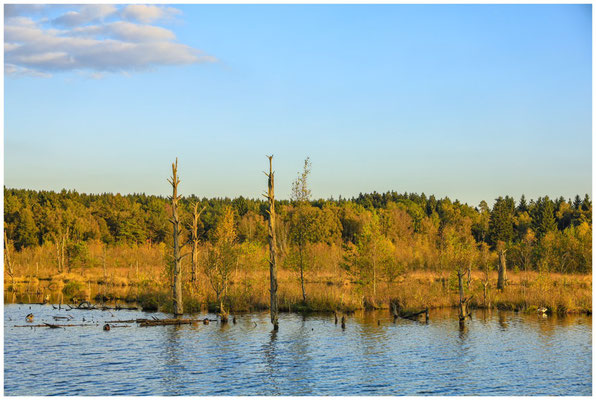 Uferlandschaft mit Totholz im Schwenninger Moos 7692