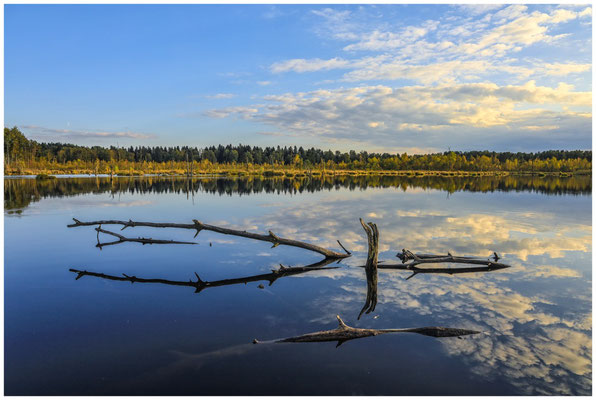 Uferlandschaft mit Totholz im Schwenninger Moos 7640