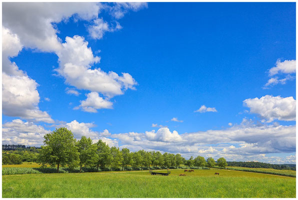 Sommerliche Landschaft bei Homberg 6422