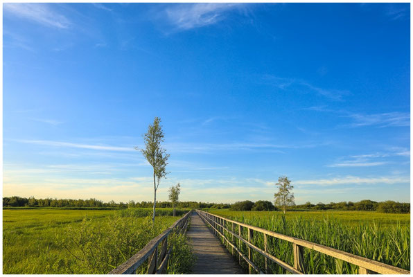 Federseesteg mit Riedlandschaft 0441