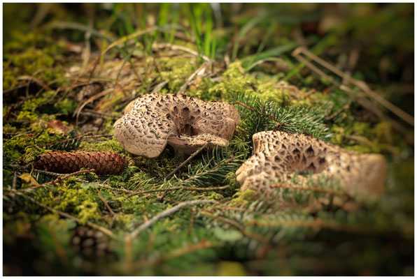 Pilze im Naturpark Obere Donau 8153