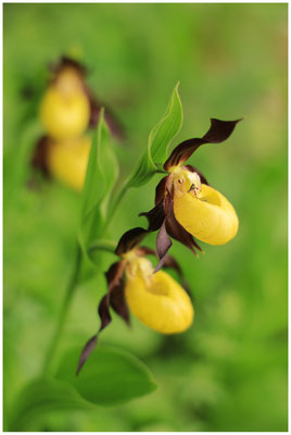 Gelber Frauenschuh (Cypripedium calceolus) 9990