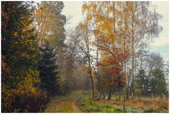 Weg bei den Schwackenreuter Seen 9178