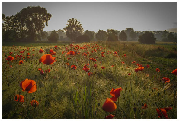 Klatschmohn 4838