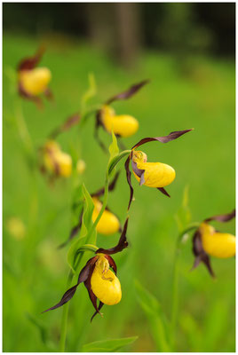 Gelber Frauenschuh (Cypripedium calceolus) 0084