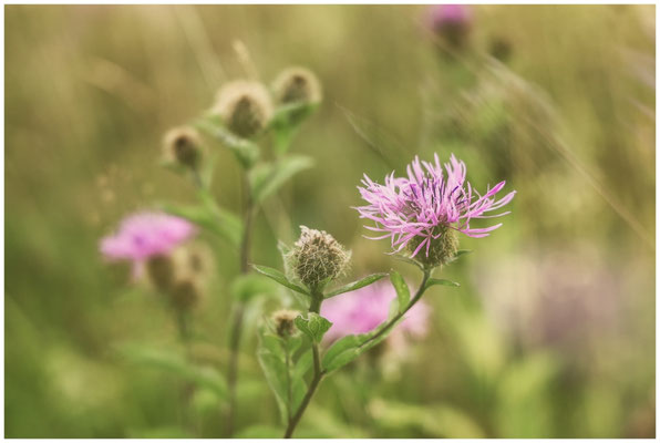 Wiesen-Flockenblumen 0699