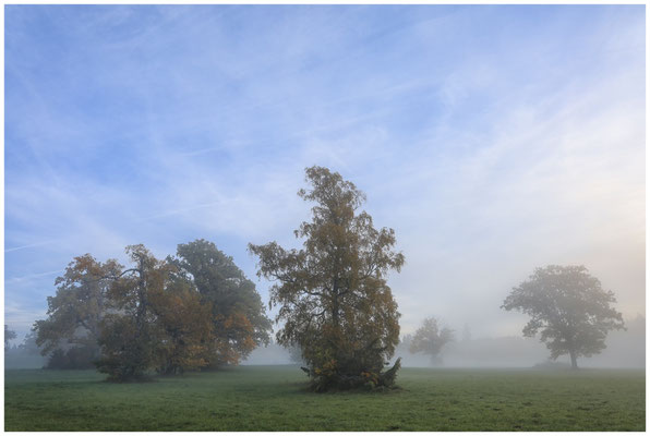 Herbstliche Bäume im Irndorfer Hardt 7791
