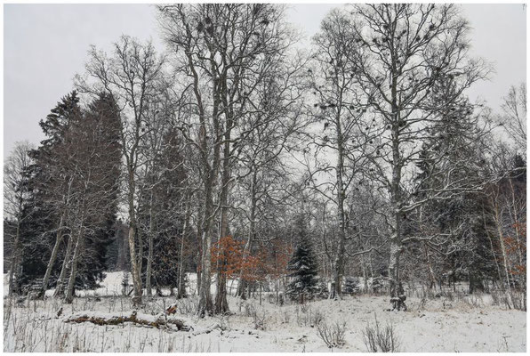 Landschaft im Irndorfer Hardt 5365