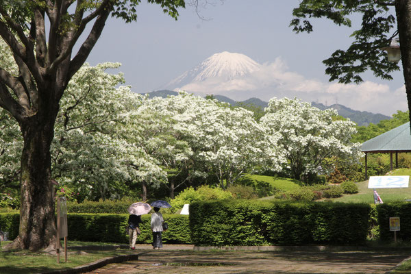 冠雪の富士山を遠望して　2022年４月25日撮影