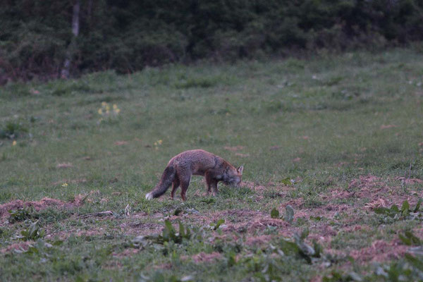 Rotfuchs - Foto: Uwe Müller (NABU Untertaunus)