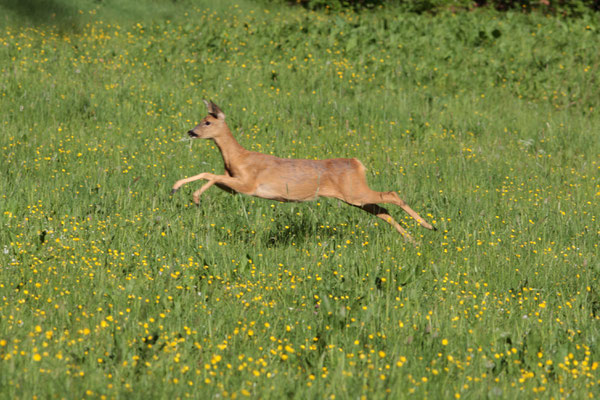 Ricke (Geiß) flüchtend im Sprung - Foto: Uwe Müller (NABU Untertaunus)