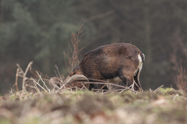 Widder währens des Äsens - Foto: Uwe Müller (NABU Untertaunus)