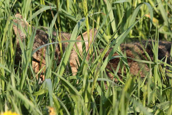 Wilkatze ligend in der Wiese - Foto: Uwe Müller (NABU Untertaunus)