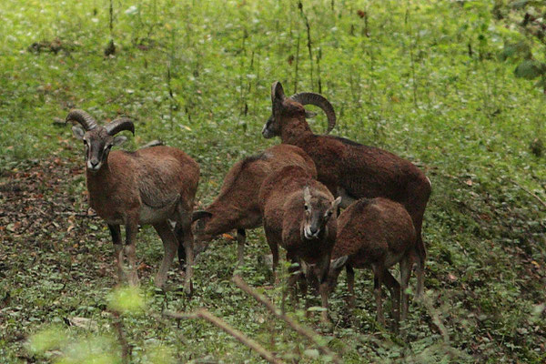 Gruppe Muffelwild - Foto: Uwe Müller (NABU Untertaunus)