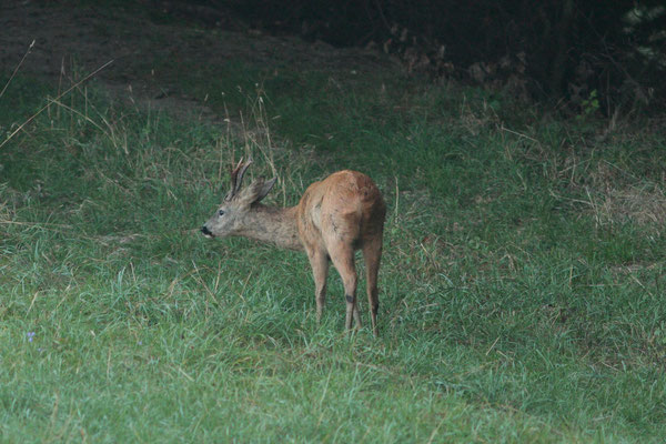 Bock während der Äsung - Foto: Uwe Müller (NABU Untertaunus)