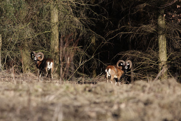 2 Widder im Morgenlicht- Foto: Uwe Müller (NABU Untertaunus)