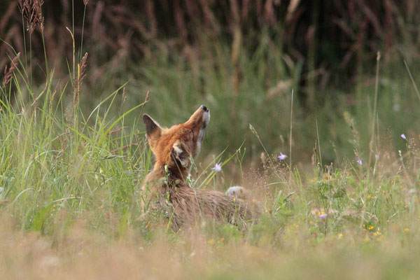 Rotfuchs - Foto: Uwe Müller (NABU Untertaunus)