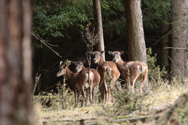 Gruppe Muffelwild währens der morgendlichen Äsung - Foto: Uwe Müller (NABU Untertaunus)