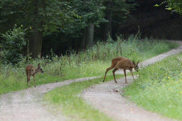 Ricke (Geiß) mit Kitz - Foto: Uwe Müller (NABU Untertaunus)