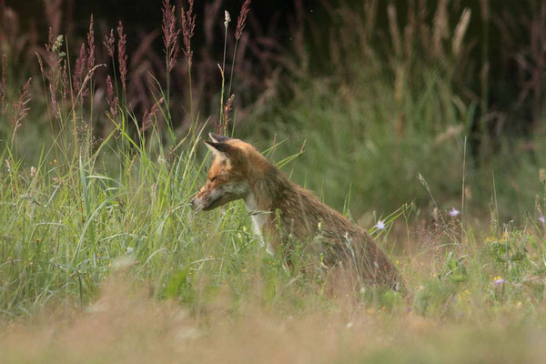 Rotfuchs - Foto: Uwe Müller (NABU Untertaunus)
