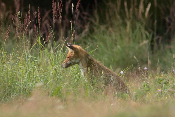 Rotfuchs - Foto: Uwe Müller (NABU Untertaunus)