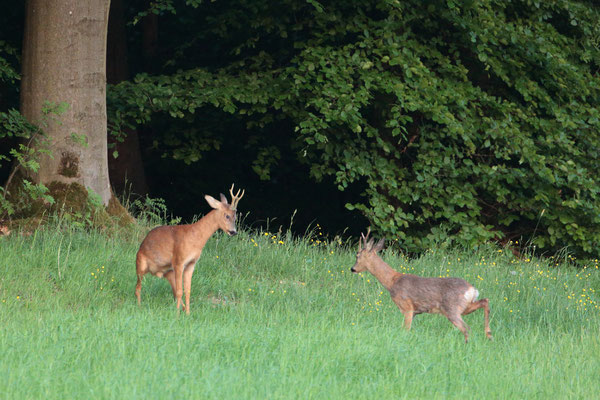 2 Böcke im Kampf um das Territorium- Foto: Uwe Müller (NABU Untertaunus)