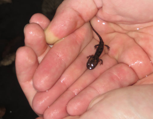 Ein Feuersalamander-Baby - Foto: H.-J. Freiling / NABU Untertaunus