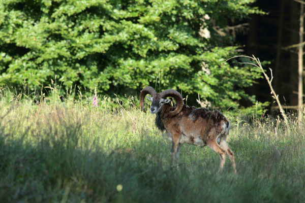 Widder -  Foto: Uwe Müller (NABU Untertaunus)