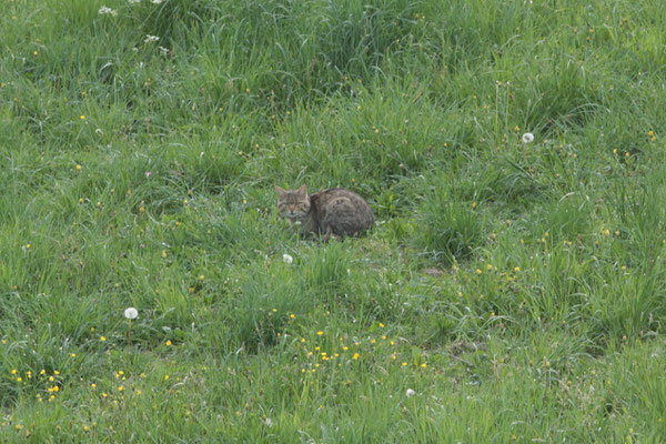 Wilkatze während der Jagd - Foto: Uwe Müller (NABU Untertaunus)