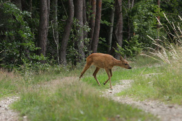 Ricke (Geiß) umherziehend- Foto: Uwe Müller (NABU Untertaunus)