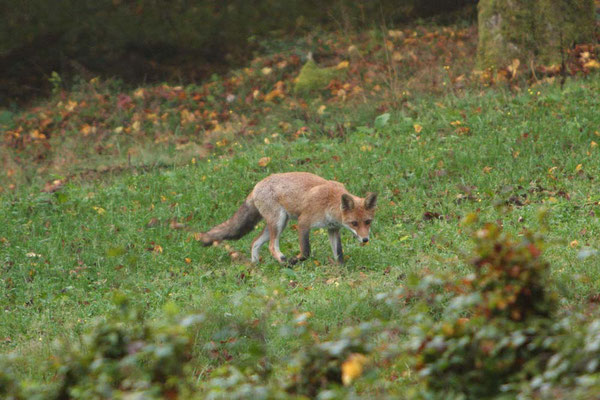 Rotfuchs - Foto: Uwe Müller (NABU Untertaunus)