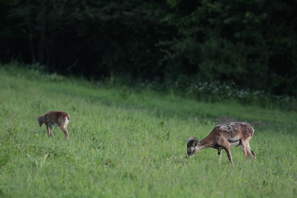 Gruppe Muffelwild währens der morgendlichen Äsung - Foto: Uwe Müller (NABU Untertaunus)