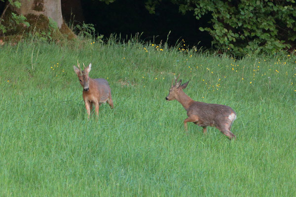 2 Böcke im Kampf um das Territorium- Foto: Uwe Müller (NABU Untertaunus)