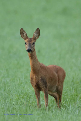 Ricke (Geiß) während der Äsung - Foto: Uwe Müller (NABU Untertaunus)