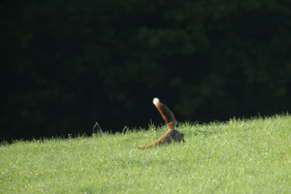 Jagender Rotfuchs - Foto: Uwe Müller (NABU Untertaunus)