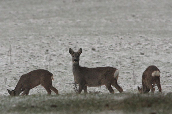 Ricken (Geißen) im Winterfell - Foto: Uwe Müller (NABU Untertaunus)