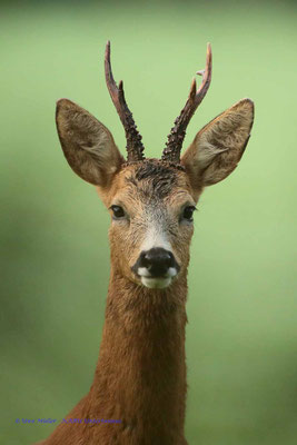 Bock während der Äsung - Foto: Uwe Müller (NABU Untertaunus)