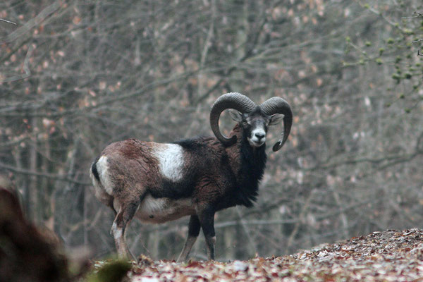 Widder -  Foto: Uwe Müller (NABU Untertaunus)