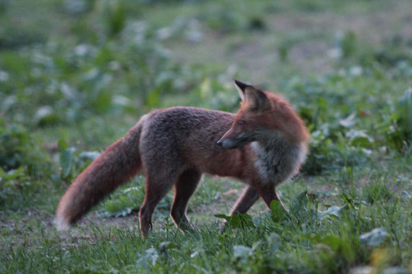 Rotfuchs - Foto: Uwe Müller (NABU Untertaunus)