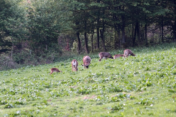 Gruppe Muffelwild währens der morgendlichen Äsung - Foto: Uwe Müller (NABU Untertaunus)