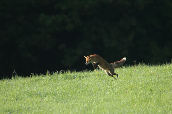 Jagender Rotfuchs - Foto: Uwe Müller (NABU Untertaunus)