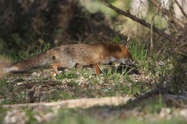 Rotfuchs - Foto: Uwe Müller (NABU Untertaunus)